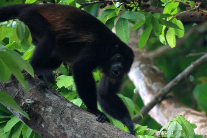 Cahuita