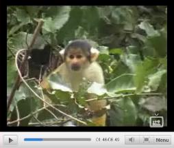 Clip 05: Amazonie bolivienne - Part 1 (26 au 28 juin 2006)